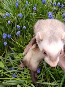 Тхір (фретка) самка 7 мес