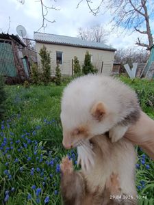 Продаж Самка Тхір (фретка)