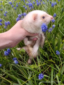 Продаж Самка Тхір (фретка)