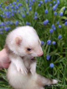 Продаж Самка Тхір (фретка)