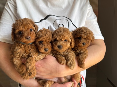 Цуценята дівчата та хлопці готові по дружного спілкування