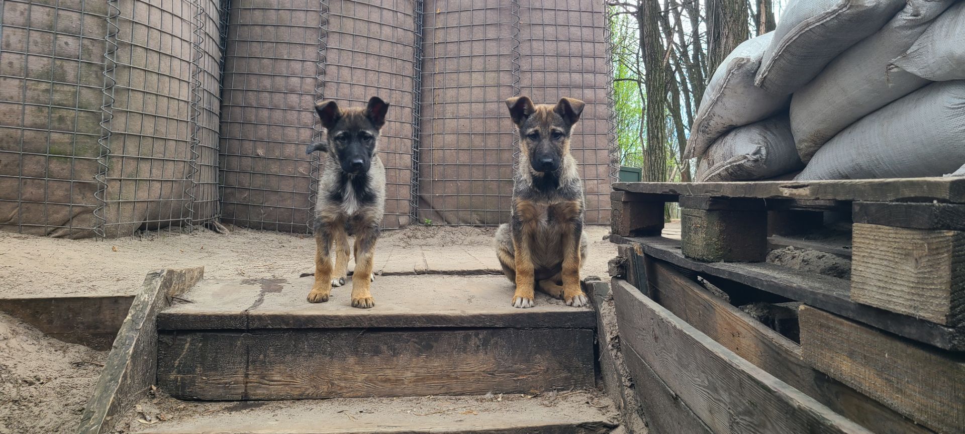 Шукають дім дві чудові дівчинки 🐾