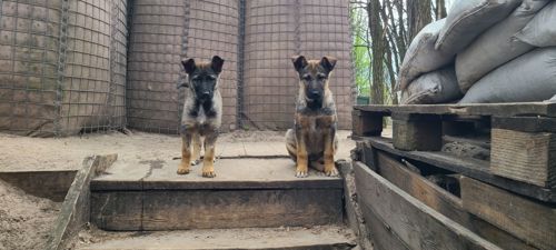 Німецька вівчарка з хаскі мікс