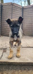 Німецька вівчарка з хаскі мікс