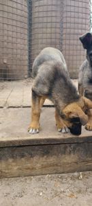 Німецька вівчарка з хаскі мікс