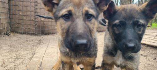 Німецька вівчарка з хаскі мікс