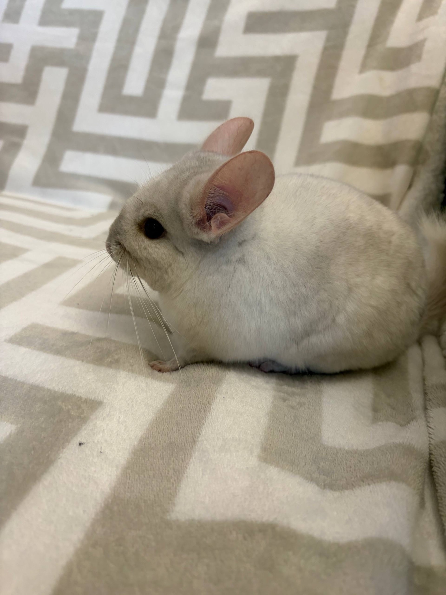 Білий гарнюній хлопчик