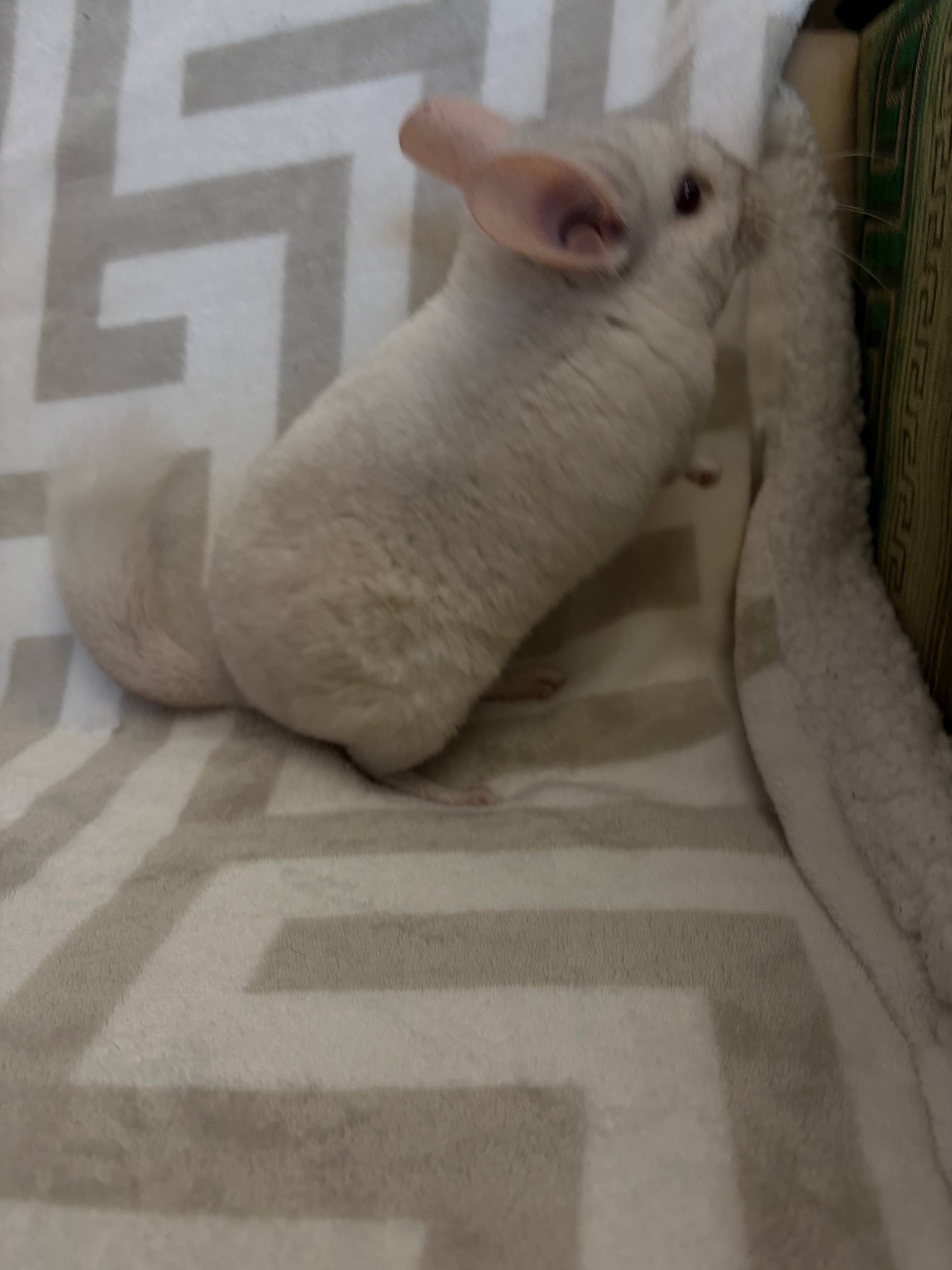 Білий гарнюній хлопчик