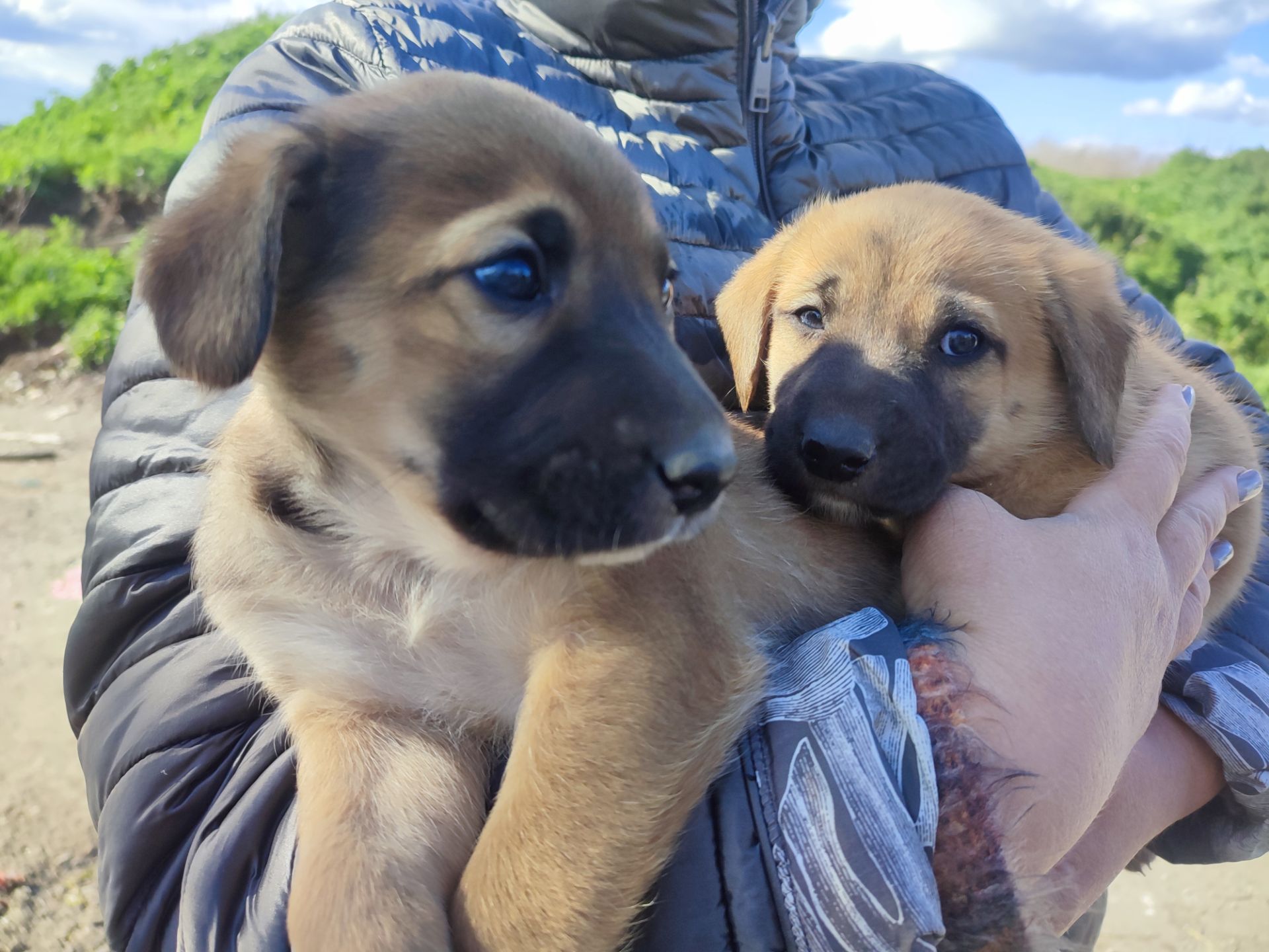 Дуже красиві цуценята