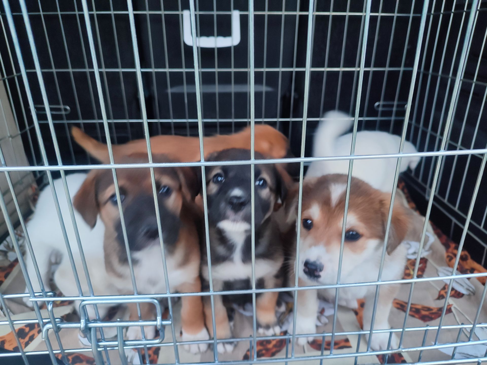 Дуже красиві цуценята