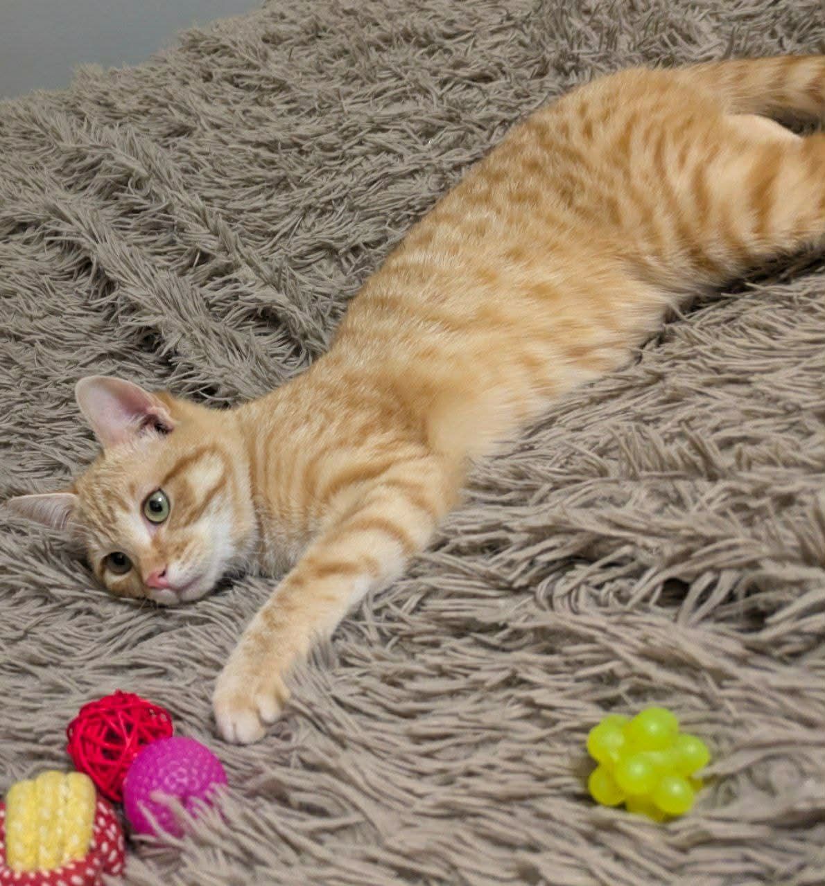 Рудік шукає родину!