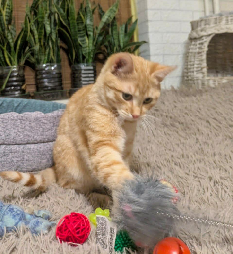 Рудік шукає родину!