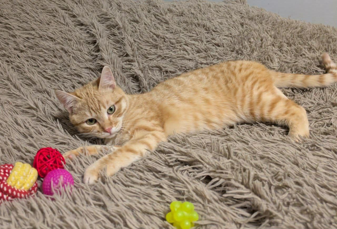 Рудік шукає родину!