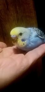 Хвилястий папуга