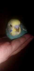 Хвилястий папуга