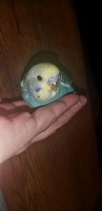 Хвилястий папуга