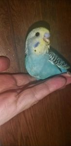 Хвилястий папуга