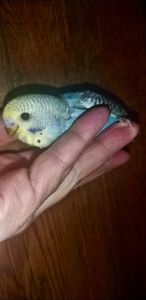 Хвилястий папуга