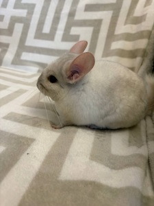 Білий гарнюній хлопчик