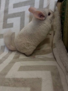 Білий гарнюній хлопчик