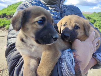 Дуже красиві цуценята