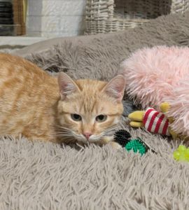 Рудік шукає родину!