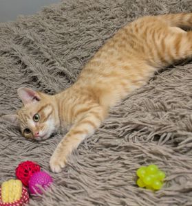 Рудік шукає родину!