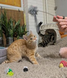 Рудік шукає родину!