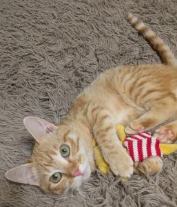 Рудік шукає родину!