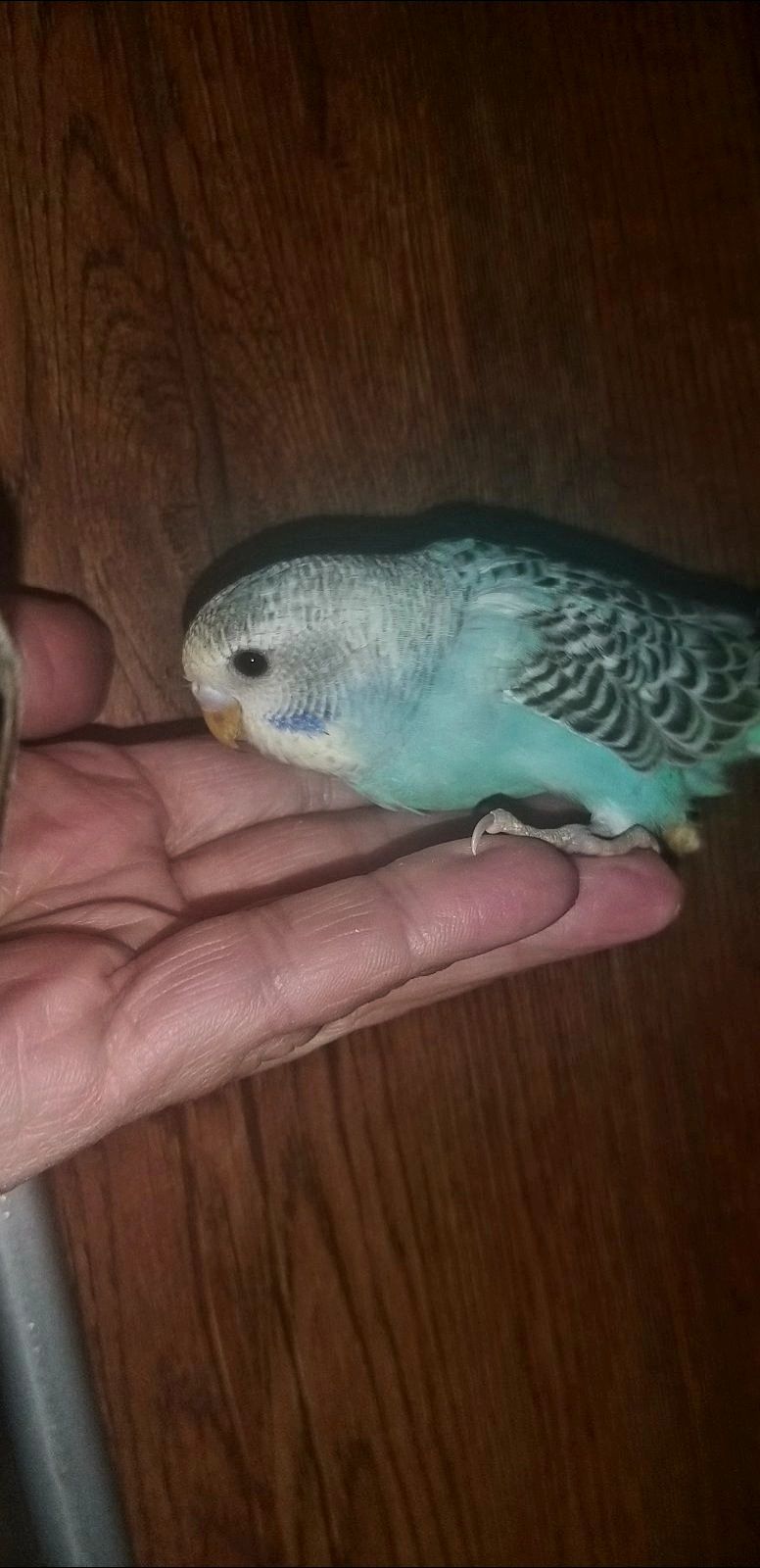 Хвилястий папуга