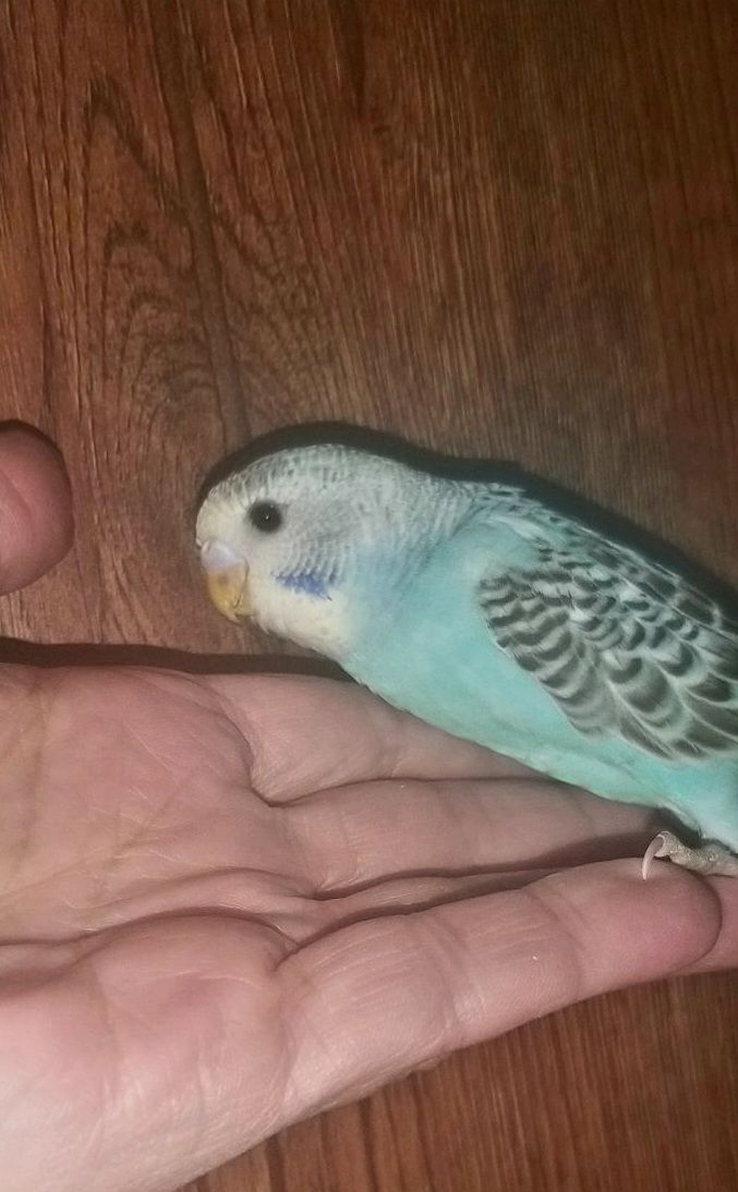 Хвилястий папуга