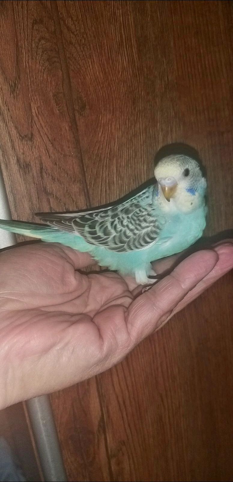 Хвилястий папуга