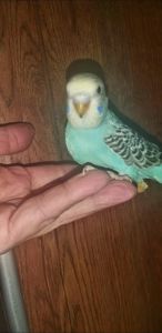 Хвилястий папуга