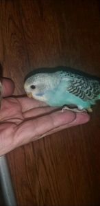 Хвилястий папуга