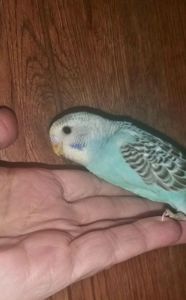 Хвилястий папуга