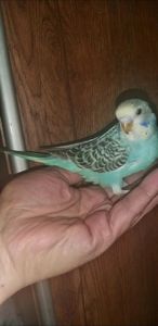 Хвилястий папуга