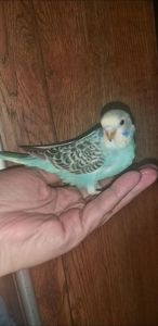 Хвилястий папуга