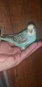 Хвилястий папуга