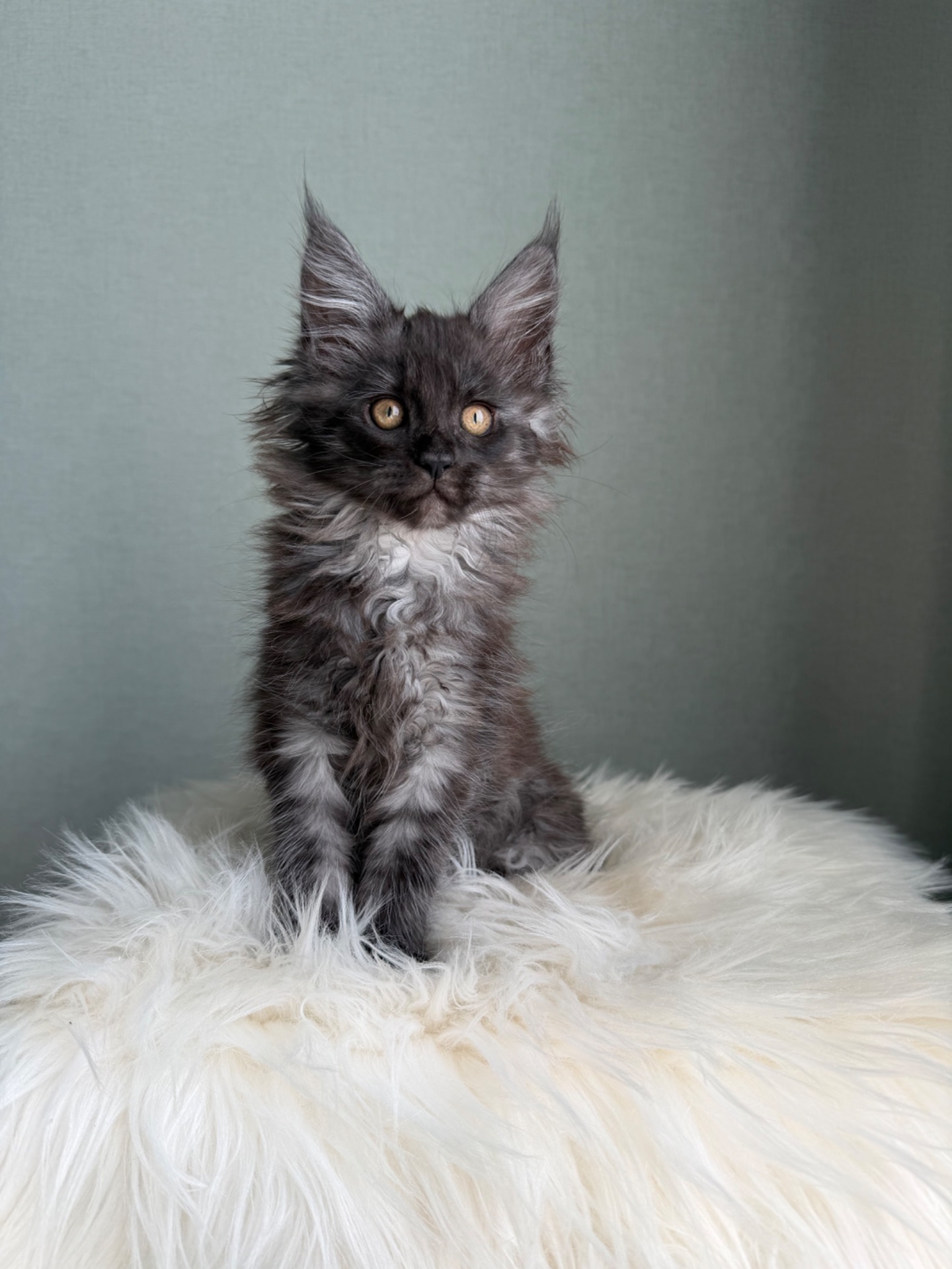 Мейн кун Дівчинка