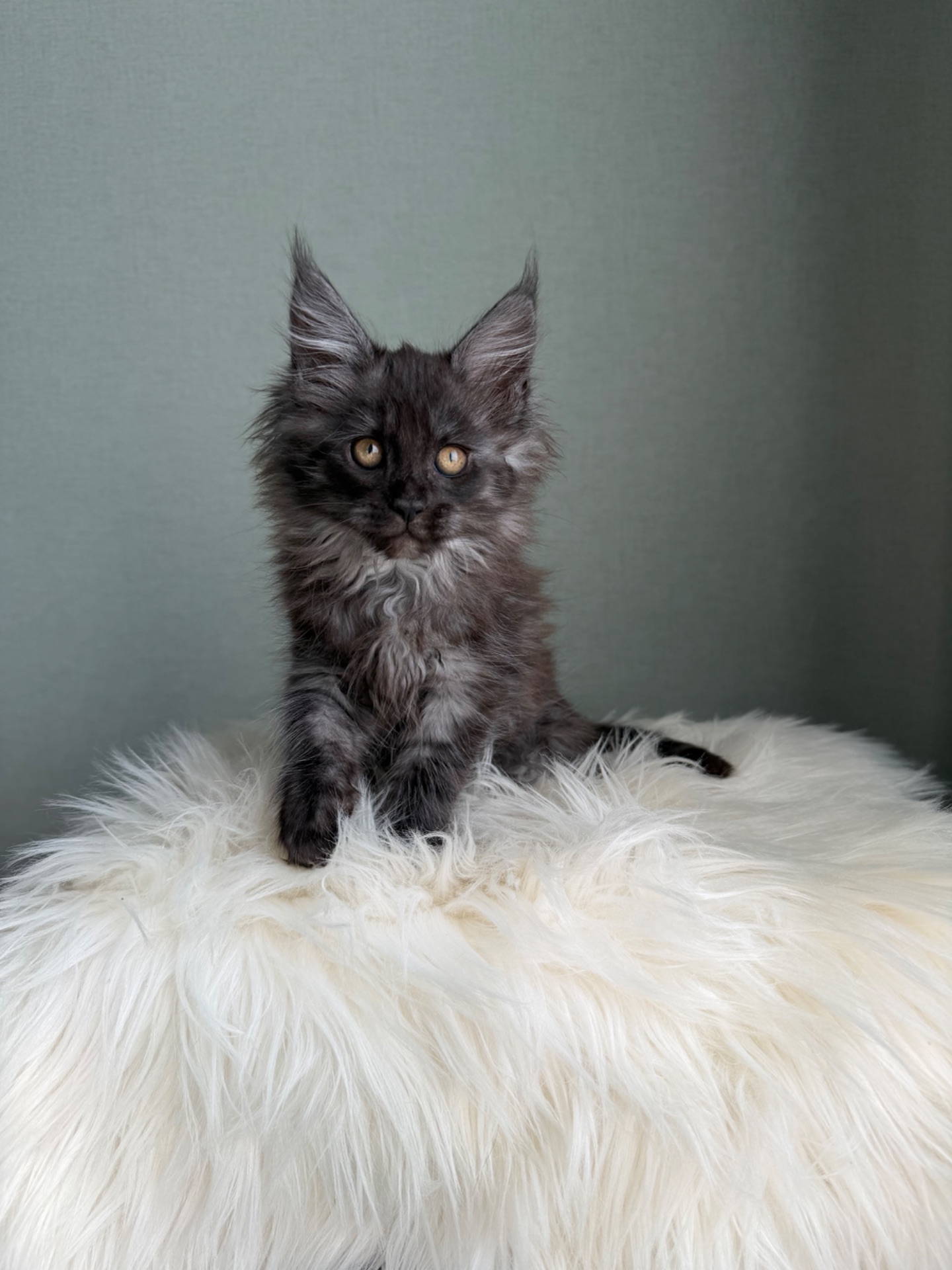 Мейн кун Дівчинка