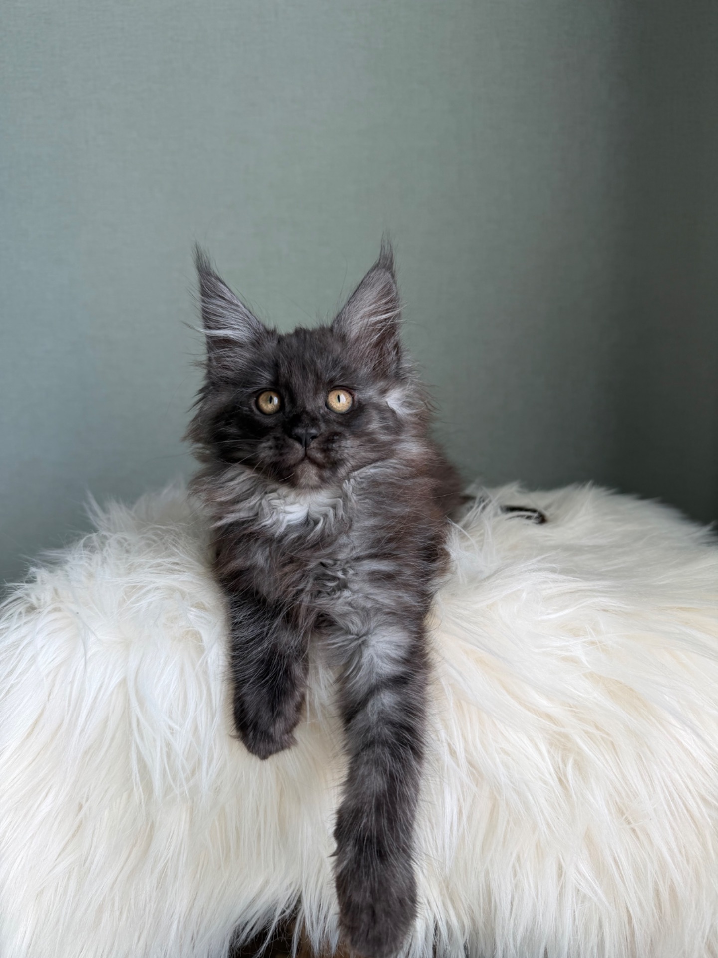 Мейн кун Дівчинка