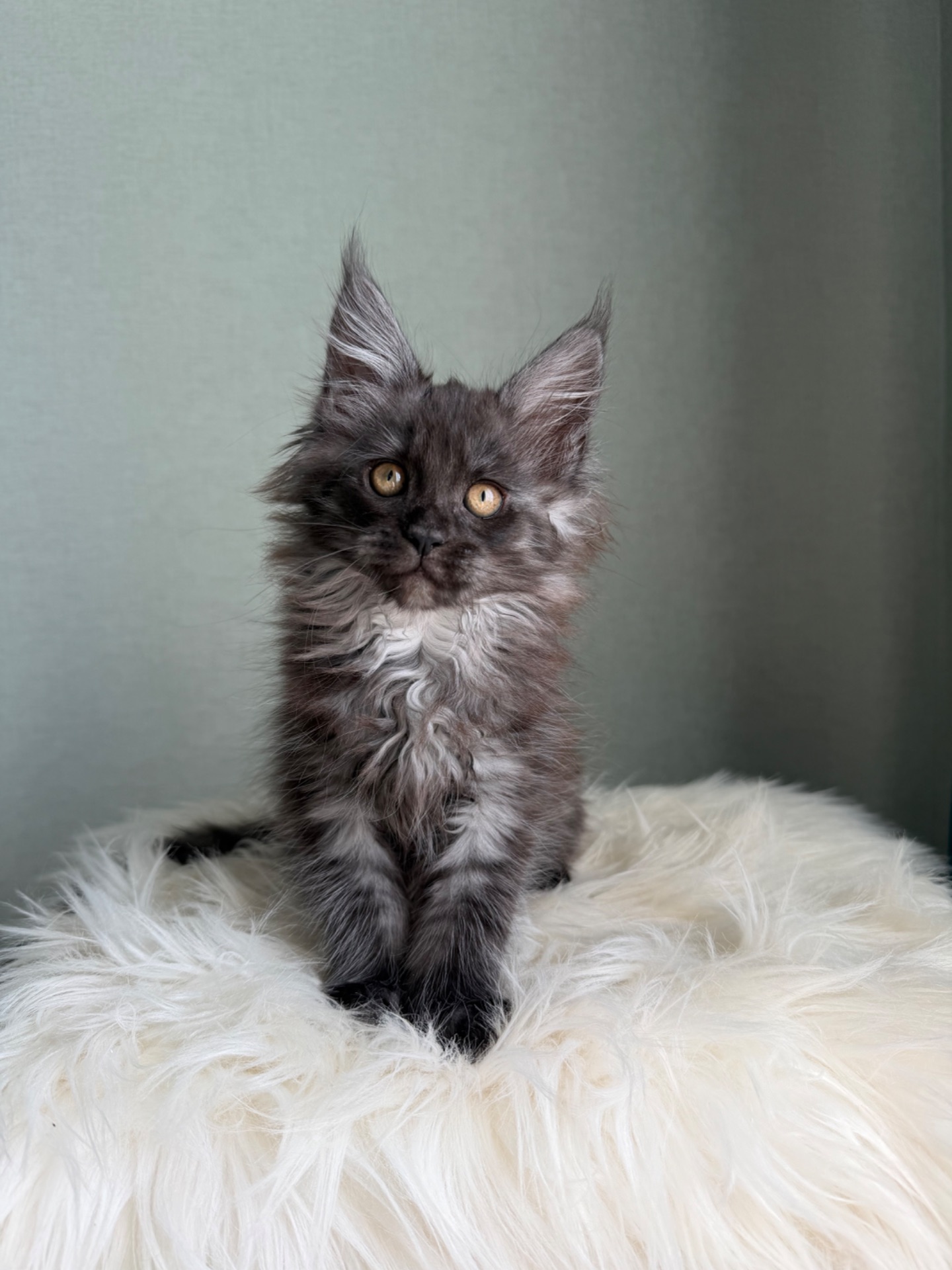 Мейн кун Дівчинка