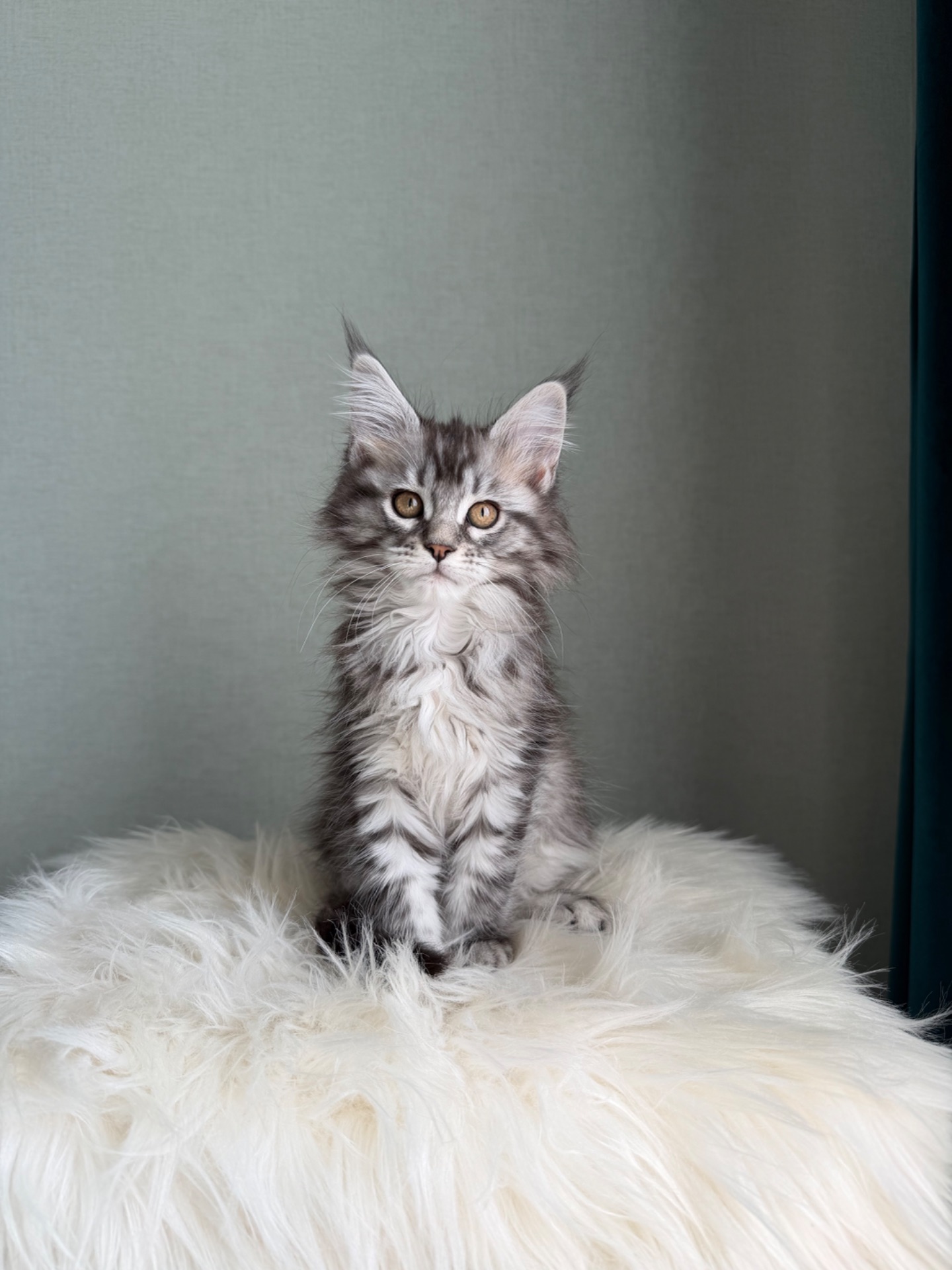 Дівчинка Мейн кун