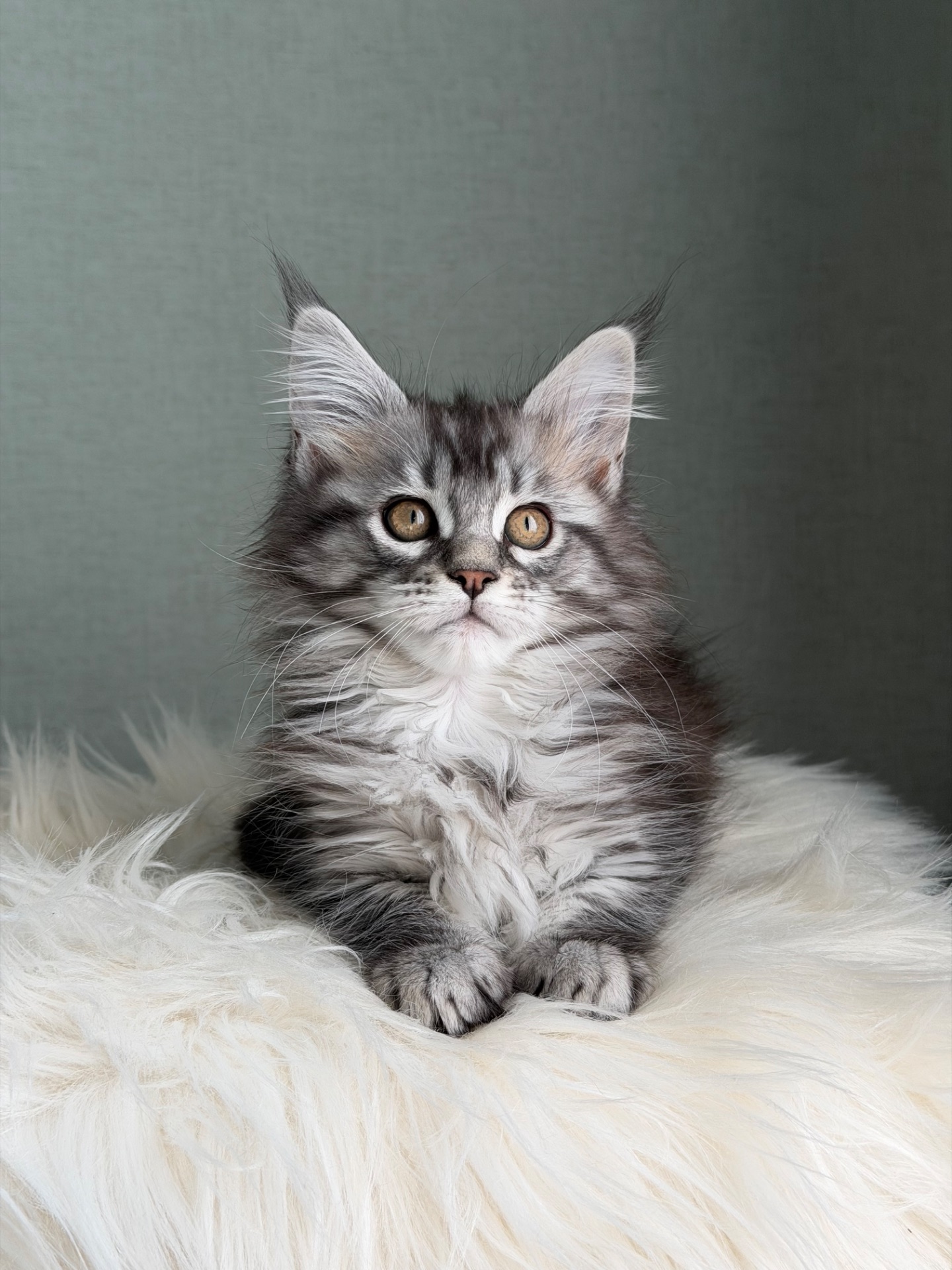 Дівчинка Мейн кун