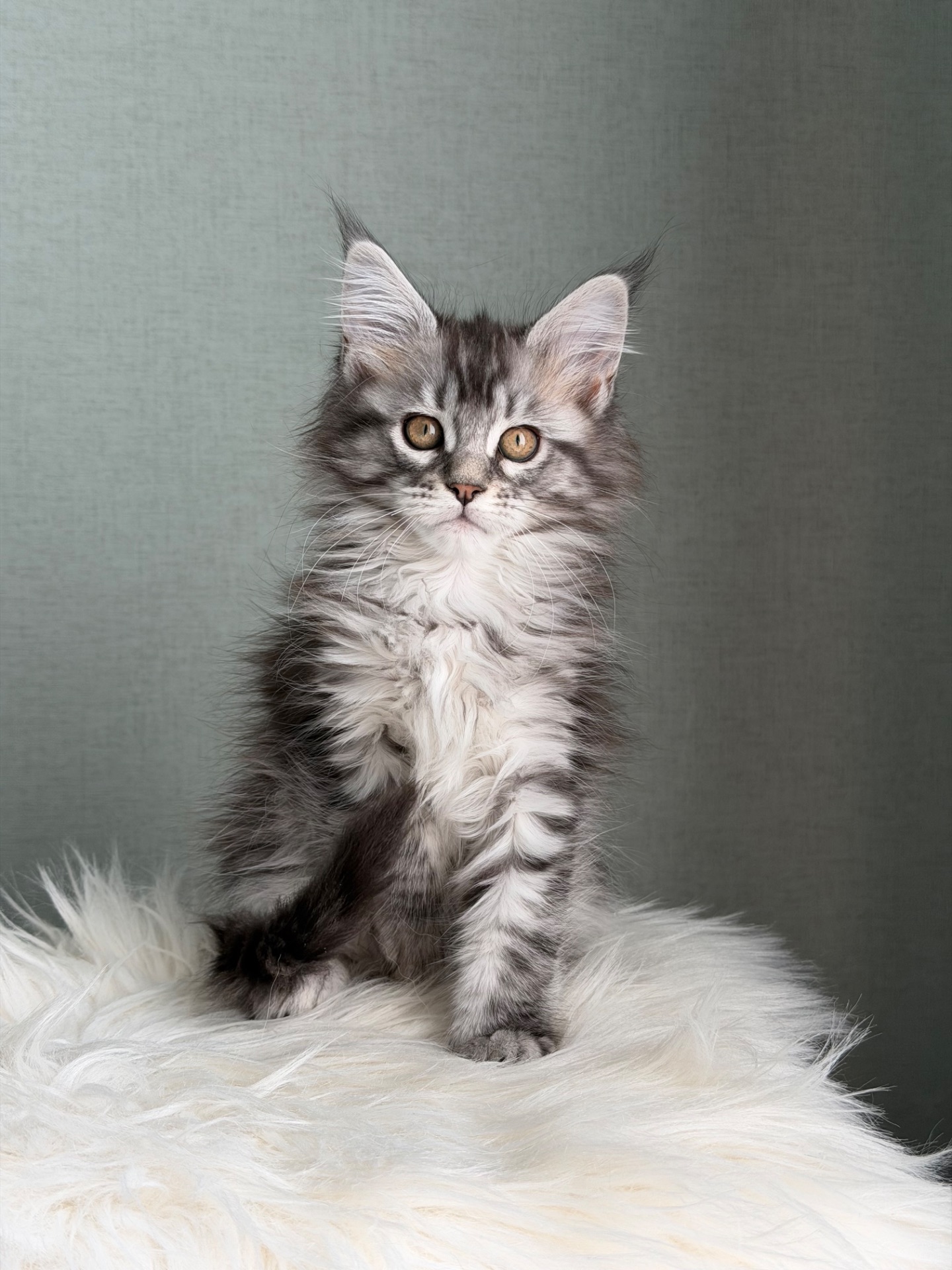 Дівчинка Мейн кун