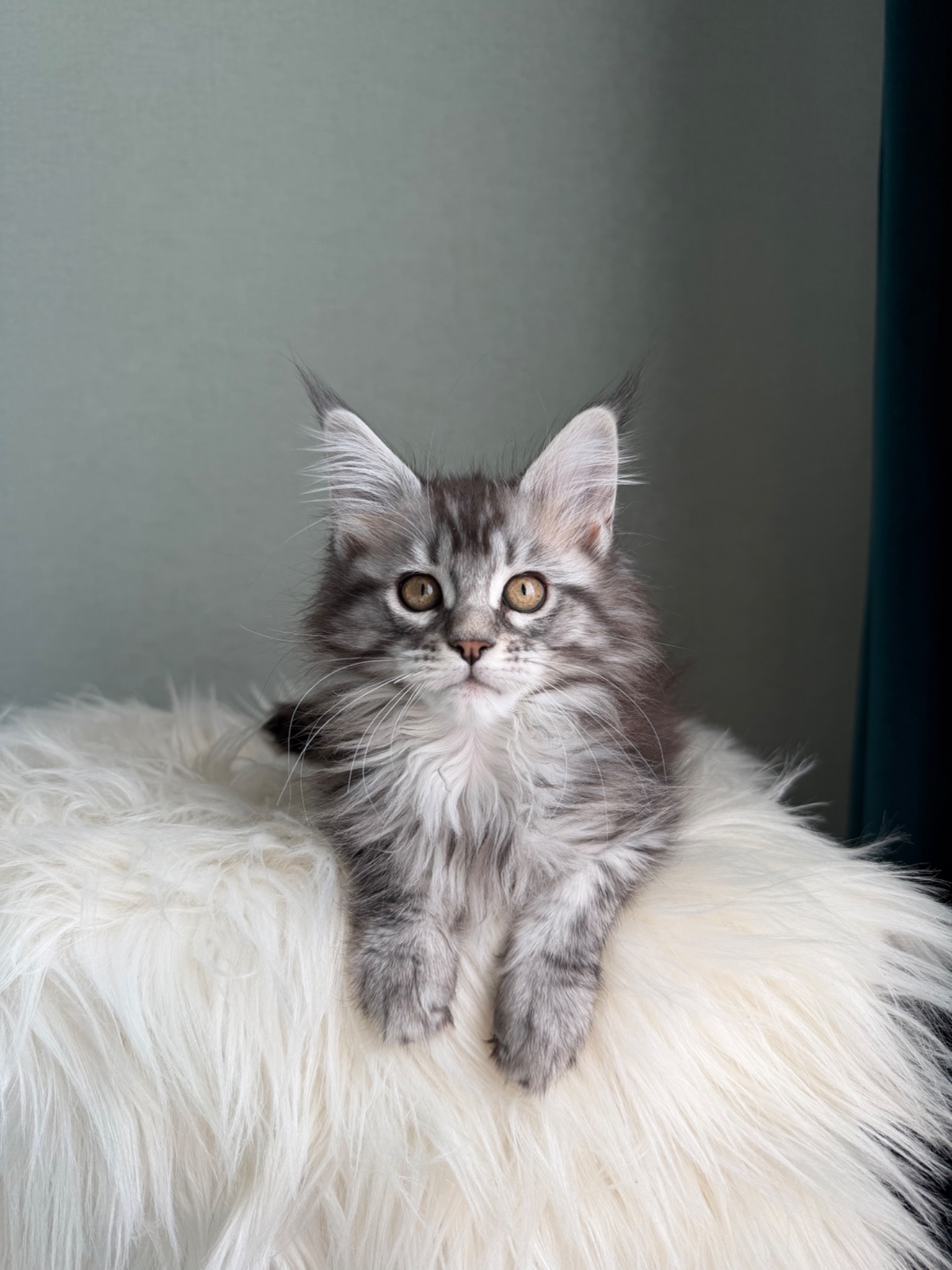 Дівчинка Мейн кун