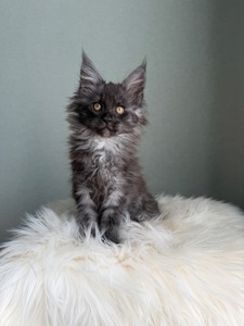 Мейн кун Дівчинка