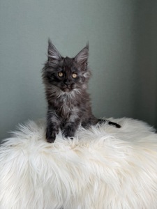 Мейн кун Дівчинка