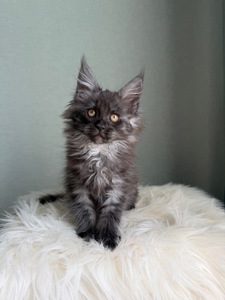 Мейн кун Дівчинка