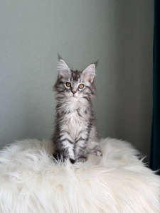 Дівчинка Мейн кун